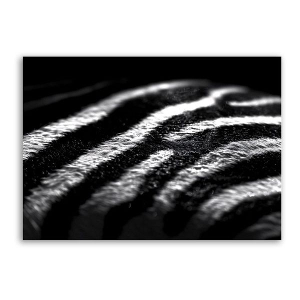 Black and White Zebra Skin Canvas Animals Wall Art