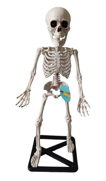 Umlozi Decorative Skeleton On A Stand With Movable Jaw and Shoulders - 55cm