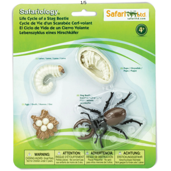 Safariology Life Cycle of a Stag Beetle