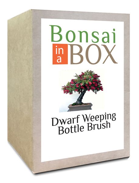 Bonsai in a Box - Weeping Bottle Brush Tree