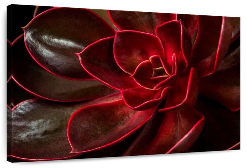 Canvas Art - Red Succulent Canvas Wall Art For Living Bedroom Decor