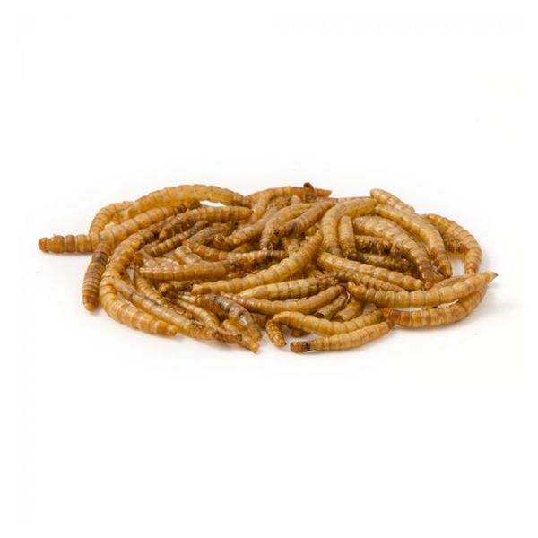 Dried Mealworms