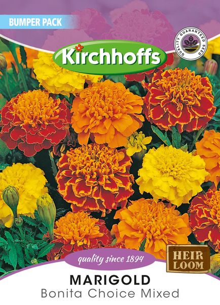 Kirchhoffs Marigold Bonita Choice Mixed Large Bumper Pack