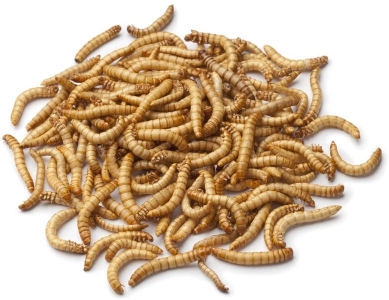 500g Dried Mealworms-Eco-Friendly, Organic Pet Feeder Insect, Nutrient Rich