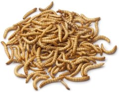 1kg Dried Mealworms
