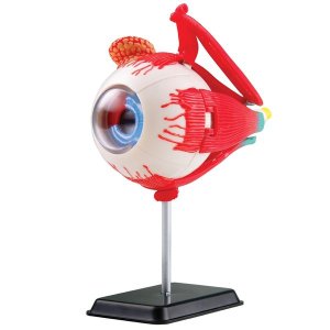 Edu-Science Anatomy Model: Eyeball