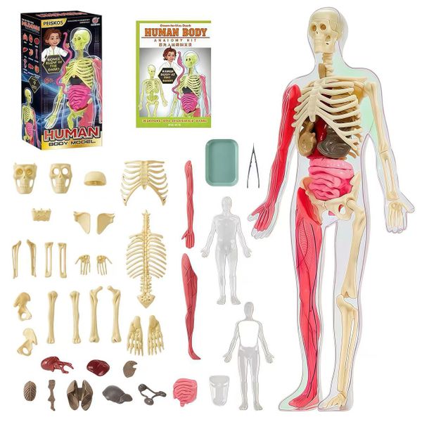 PEISKOS Glow in Dark Removable 3D Realistic Human Body Model Toy for Kids
