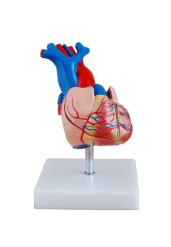 Life Size Heart Model - 2 Parts