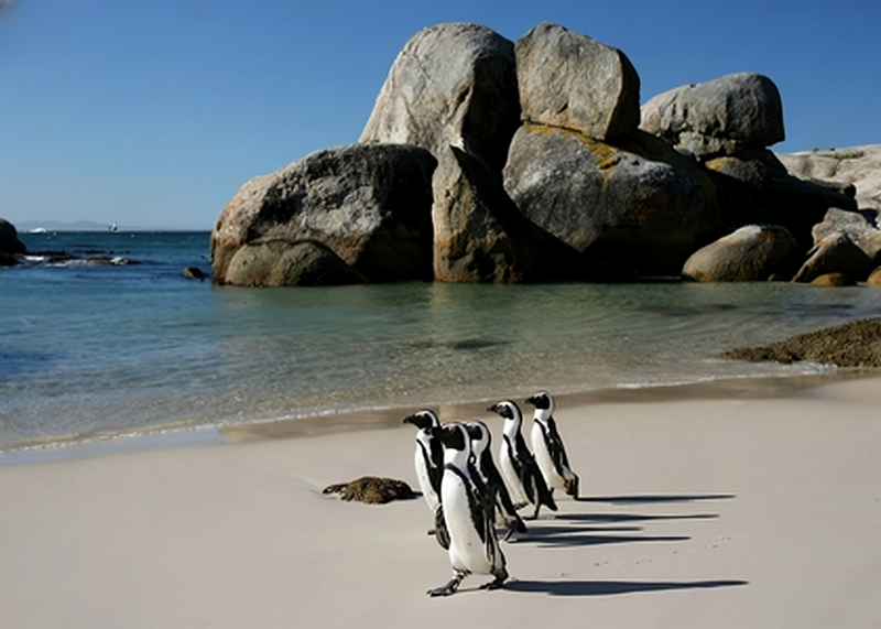 Canvas Wall Art - African Penguins At Boulders