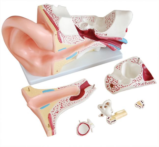 Giant Ear Model (Large)-6 Parts-Human Anatomy Educational Medical &amp; Biology