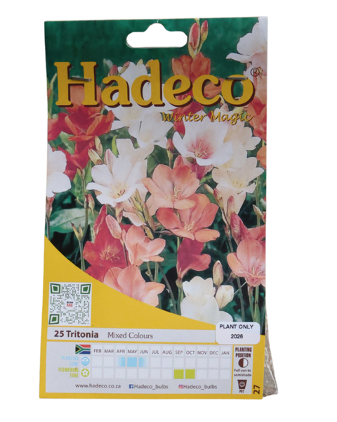Tritonias - Mixed - 25 bulbs p-pack