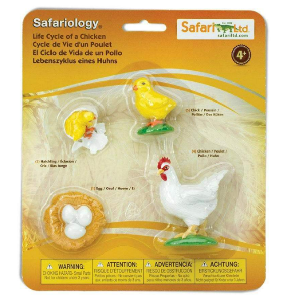 Safariology Life Cycle of a Chicken