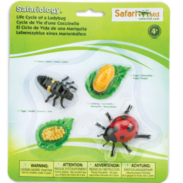 Safariology Life Cycle of a Ladybug