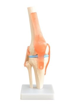 Life-Size Knee Joint Movable Anatomy Model - Educational, Teaching Aid