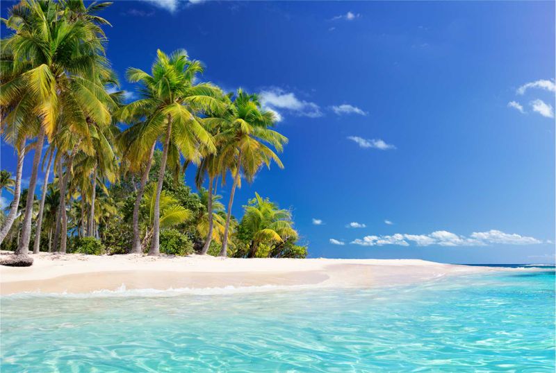 Laptop Skin Beach Palm Trees