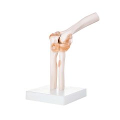 Life-Size Elbow Joint Movable Anatomy Model - Educational, Teaching Aid