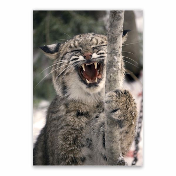 Bobcat Poster - A1