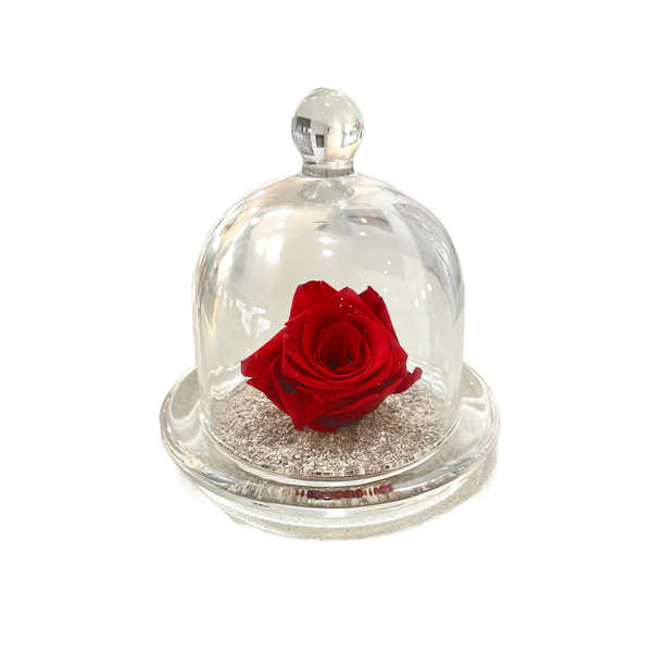 Preserved Rose in a Glass