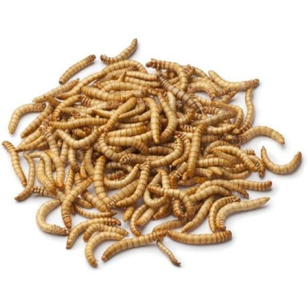 Dried Mealworms - 2 x 5kg- Eco-Friendly, Organic Feeder Insect, Nutrients