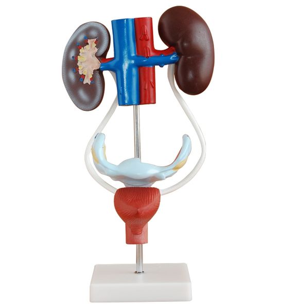 Anatomical Female Urogenital System Model