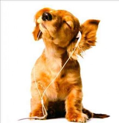 Dog Card 1 - (Import CD)