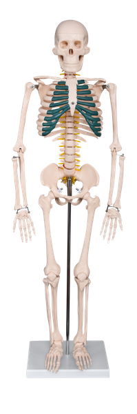 Skeleton Model 85cm with Spinal Nerves