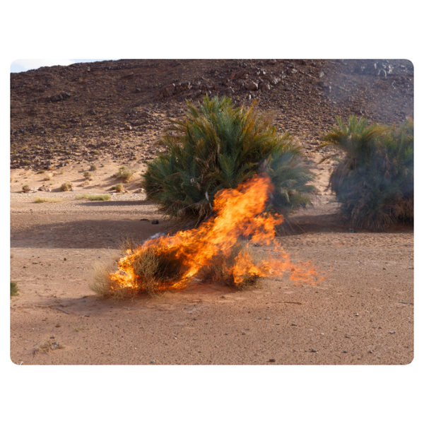 Desert Burning Bush Printed Mouse Pad