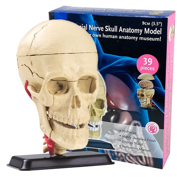 Edu-Science Cranial Nerve Skull Anatomy Model