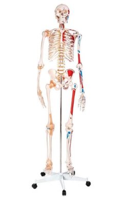 Life Size Skeleton -Painted Muscles &amp; Ligaments-180cm on Roller Stand Teach