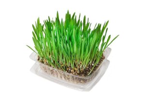 Super Grass for Cats, Birds, Guinea Pigs Etc.
