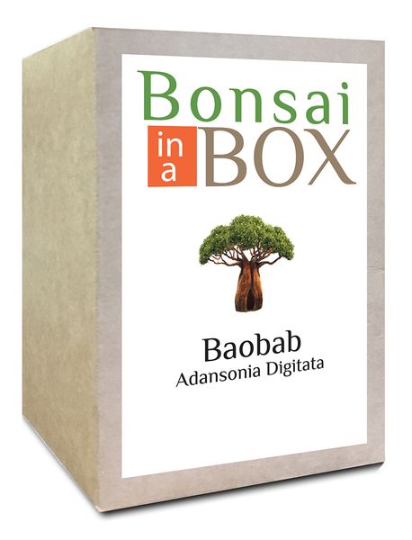 Bonsai in a Box - Baobab Tree
