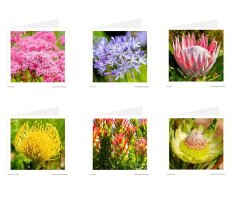 Flowers of Kirstenbosch Greetings Cards - 6 Pack