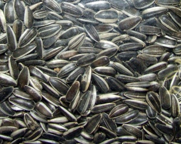 Drakensberg Pet Sunflower Seed - 5kg