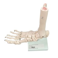 Life-Size Foot Joint Movable Anatomy Model - Educational, Teaching Aid