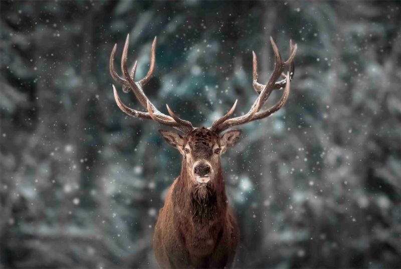 Laptop Skin Raindeer Snowing