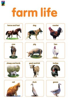 Educat Farm life Early Leaning Posters
