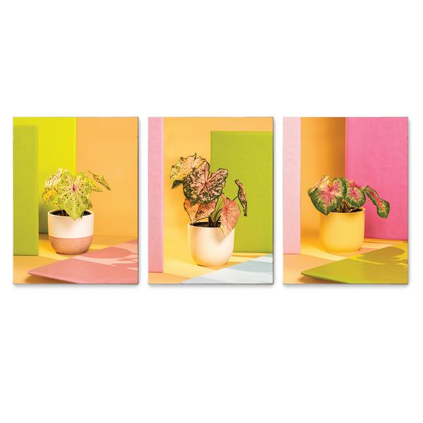 Cape Art Birch Block 3 Piece Collage Potted Plants
