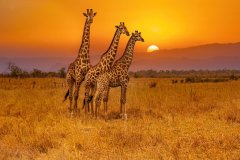 Wall Art Canvas - 3 Giraffes and an African Sunset