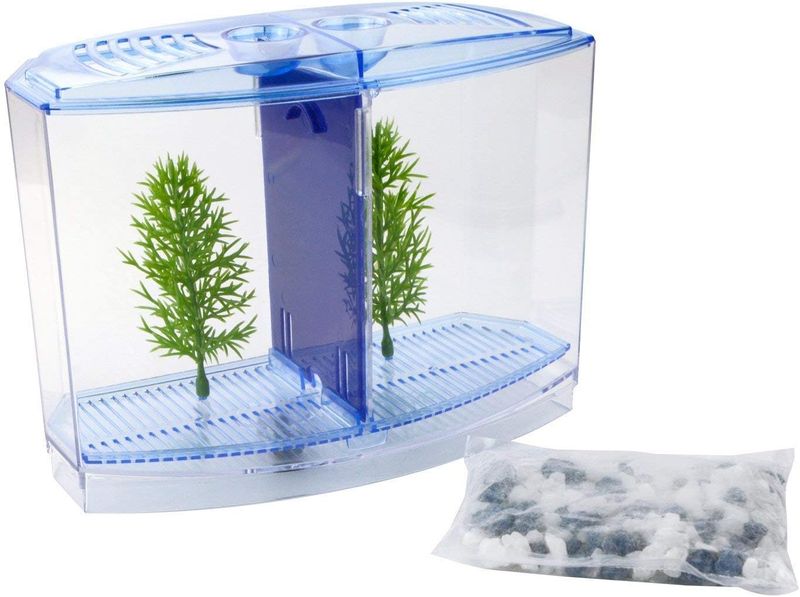Betta Tank Mini Siamese Fighter Tank with divider Blue Colour